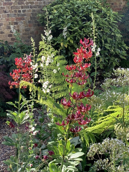 Walled Garden, Farquhar Street